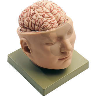 Basis des Kopfes SOMSO®-Modell