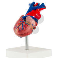 Cœur humain en 2 parties Premium