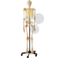 Künstliches Homo-Skelett SOMSO®-Modell
