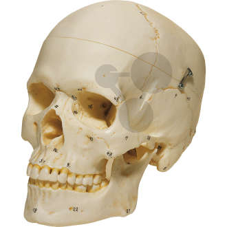 Crâne artificiel féminin