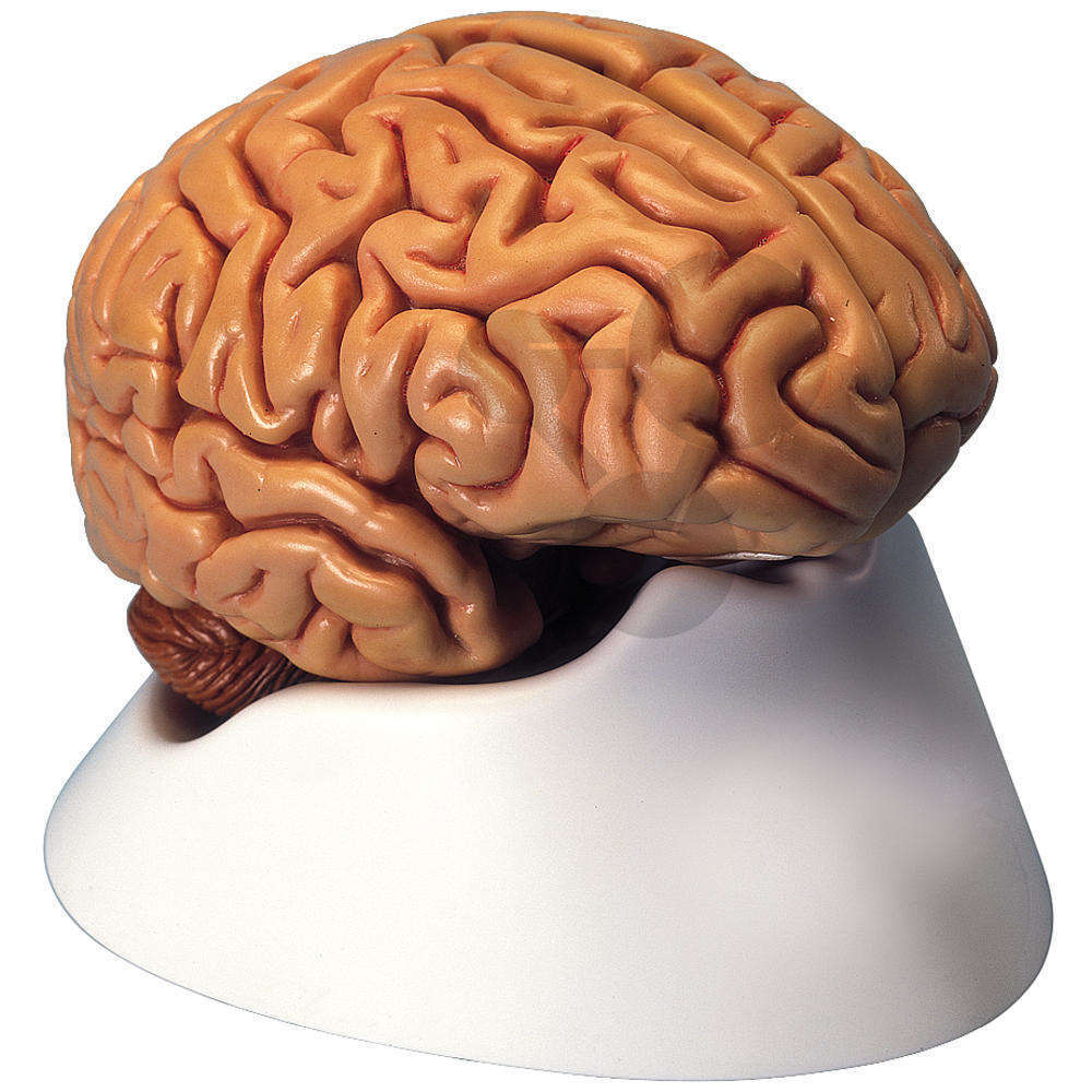 Crâne, cerveau et système nerveux