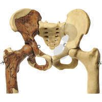 Beckenrekonstruktion von Australopithecus africanus SOMSO®-Modell