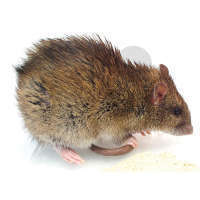 Rat brun ou rat d'égout
