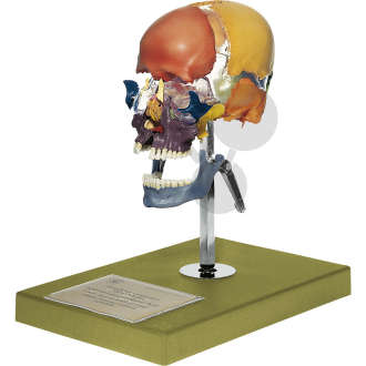 Crâne humain artificiel éclate d'adulte