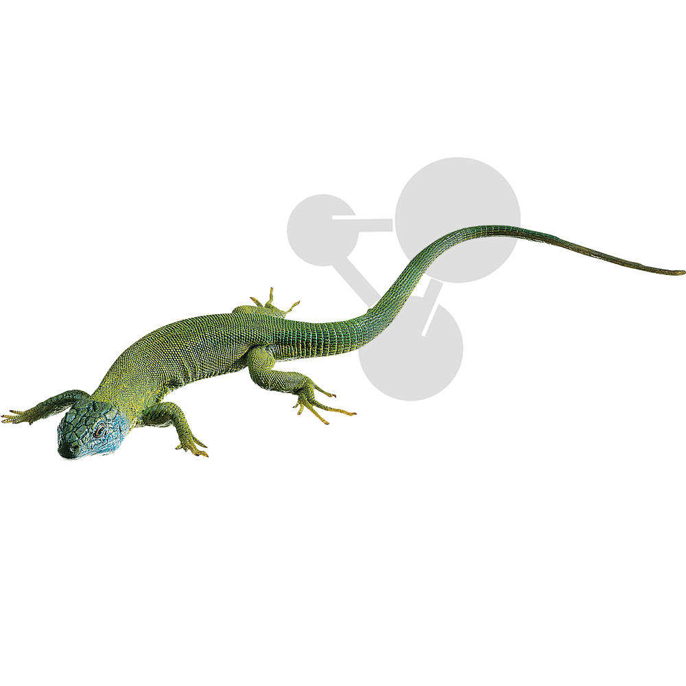 Smaragdeidechse  Männchen SOMSO®-Modell