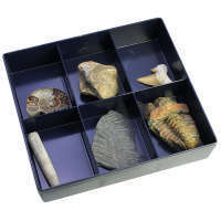 Fossilien Sammlung in Kasten