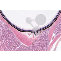 Histologie: Sinnesorgane 10 Mikropräparate