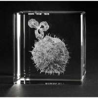 Krebszelle mit Antikörper - 3D-Modell in Glas