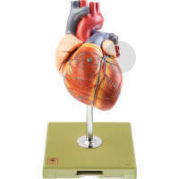 Herz mit Reizleitungssystem SOMSO®-Modell