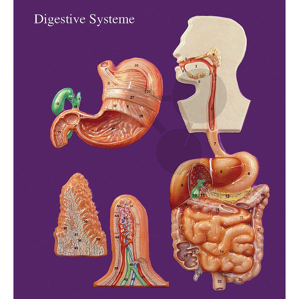 Organes digestifs