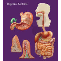 Organes digestifs