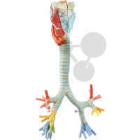 Larynx avec trachée artère