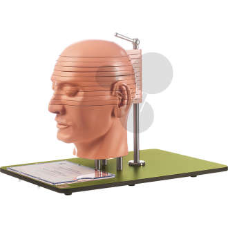 Anatomisches Schnittmodell des Kopfes (in Verbindung mit entsprechenden CT- & MR-Aufnahmen) SOMSO®-Modell
