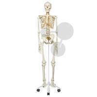 Homo-Skelett bewegliche Wirbelsäule Premium