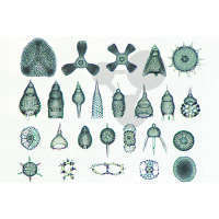 Radiolaria, Strahlentierchen, viele verschiedene Formen