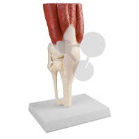 Articulation du genou avec muscles Premium
