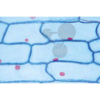 Série: Angiospermes cellules et tissus