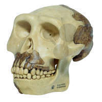 Crâne Homo erectus Somso