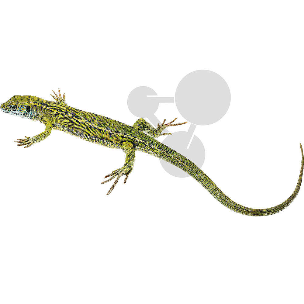 Smaragdeidechse  Weibchen (halberwachsen) SOMSO®-Modell