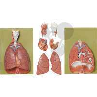 Poumons avec coeur, diaphragme et larynx
