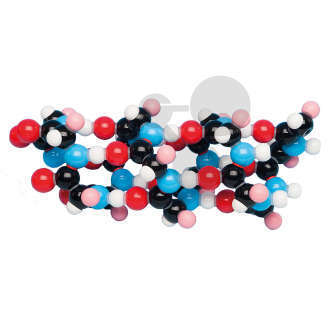 Alpha-Helix, 15 Peptide,  Molymod®