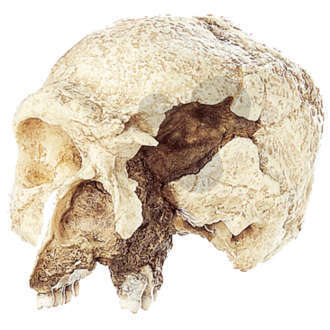 Schädel des Steinheimer Urmenschen  homo steinheimensis SOMSO®-Modell