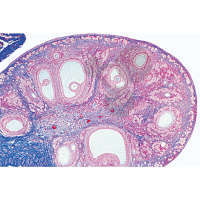 Histologie: Weibliche Geschlechtsorgane 10 Mikropräparate