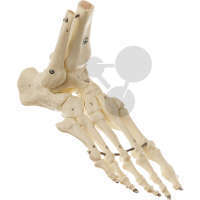 Fuss-Skelett (elastische Montage) SOMSO®-Modell