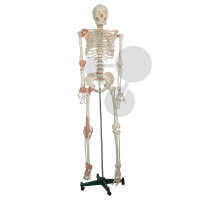 Squelette avec ligaments Eco