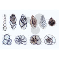 Foraminifera, Kammertierchen, viele verschiedene Formen