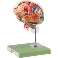 Modèle du cerveau, Falx cerebri (faux du cerveau) avec coloration des différentes aires du cortex cérébral