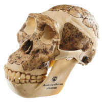 Schädelrekonstruktion von Australopithecus africanus SOMSO®-Modell