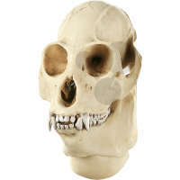 Crâne Hurleur, mâle