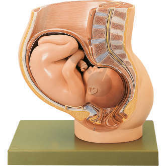 Becken mit Uterus im 9. Schwangerschaftsmonat SOMSO®-Modell