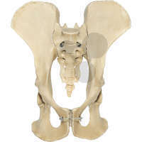 Künstliches Schimpansen-Becken-Skelett SOMSO®-Modell