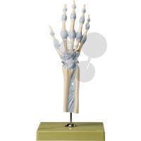 Hand- & Fingergelenke mit Bändern SOMSO®-Modell