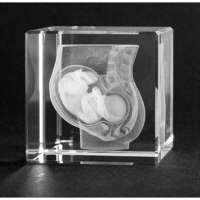 Unterleib mit Baby - 3D-Modell in Glas