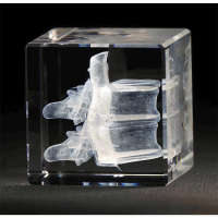 Wirbel - 3D-Modell in Glas