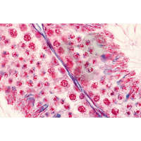 Stades de méiose, spermatogenèse c.t.