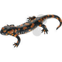 Salamandre tachetee, male