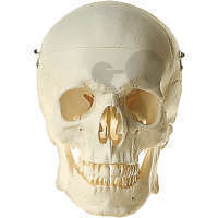 Crâne artificiel