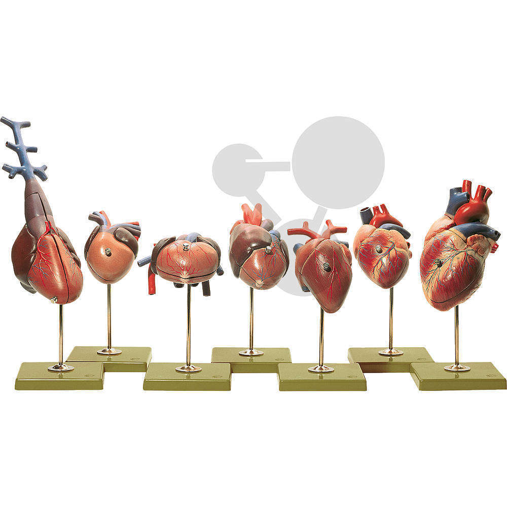 Herzmodelle von Wirbeltieren SOMSO®-Modell