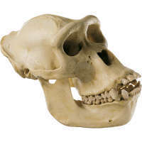 Crâne de gorille, femelle