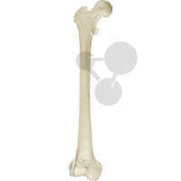 Oberschenkelknochen (Femur) SOMSO®-Modell