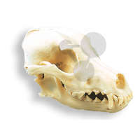 Crâne de chien