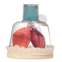 Lungenatmung Modell