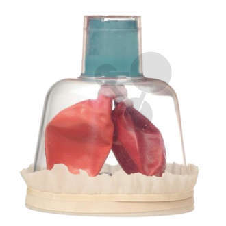 Lungenatmung Modell