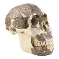 Crâne Homo Rudolfensis Somso