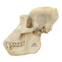 Crâne de gorille adulte Somso