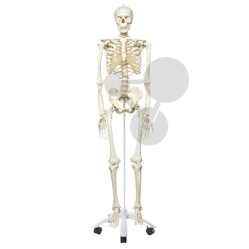 Homo-Skelett Standard Premium